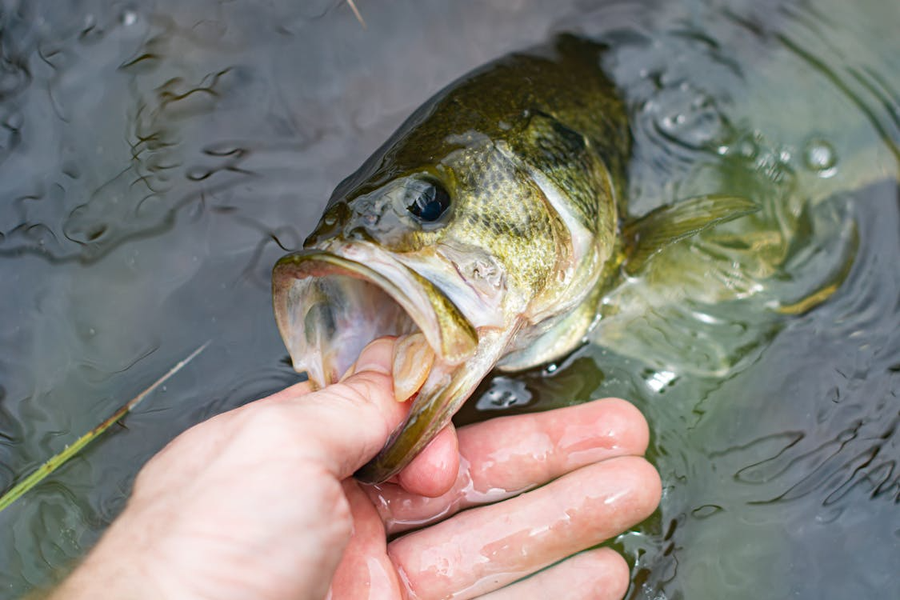 Why Are Bass Following But Not Biting? What Hesitant Bass Are Really Telling You