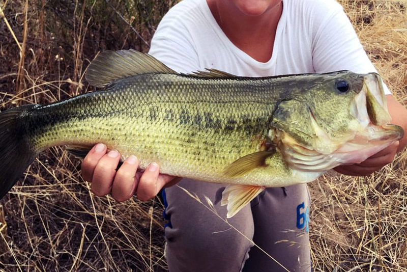 Why Giant Bass Become So Rare: The Biological and Environmental Ceiling