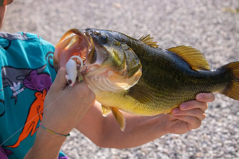 Could Dottie Have Broken the Largemouth Bass World Record?Examining Bass Fishing’s Greatest Legend