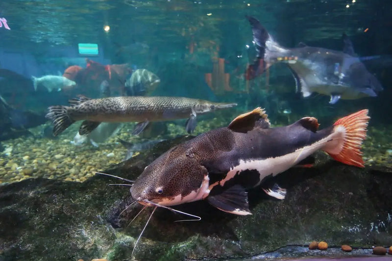 Why Big Catfish Become Almost Impossible to Catch