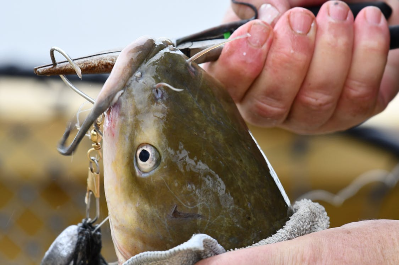 What Is Good Catfish Bait? The Best Catfish Baits for Every Situation