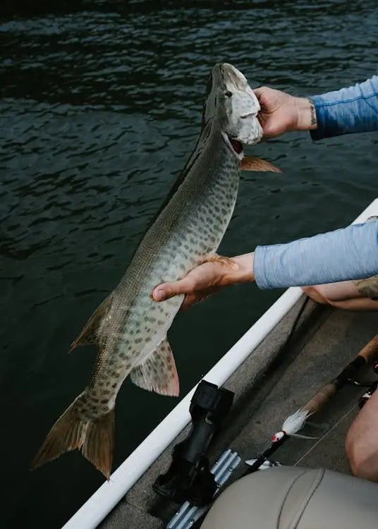 Why Giant Pike Become Pure Ambush Predators