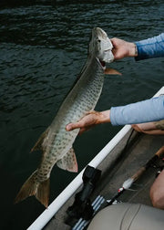Why Giant Pike Become Pure Ambush Predators