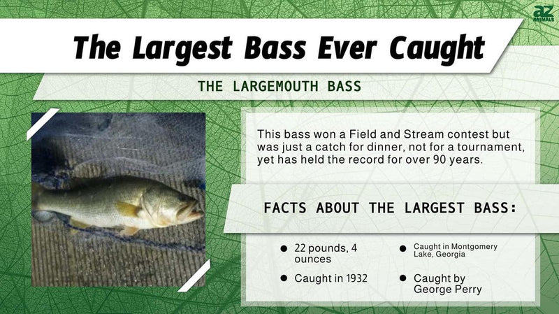 Top 10 Largest Bass in History: The Biggest Largemouth Bass Ever Caught