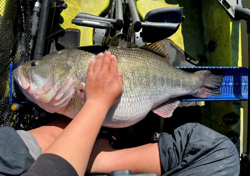 Why California No Longer Produces Giant Bass Like Before
