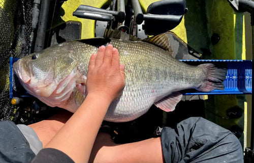 Why California No Longer Produces Giant Bass Like Before