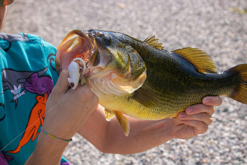 Why Do Largemouth Bass Miss Topwater Baits? The Science of the Strike