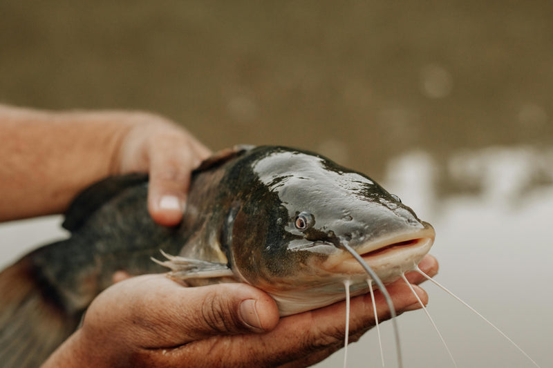 Mekong Catfish Fishing Guide: How To Target Mekong Giants And Survive The Strike