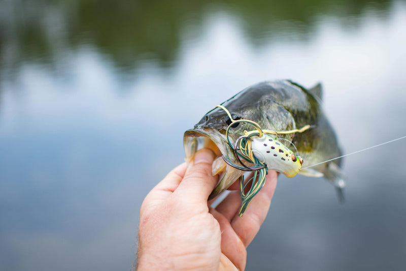 How to Catch Giant Bass at Lake Biwa Using a Precision CNC Reel