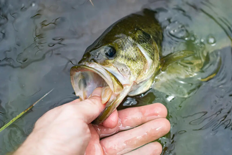 Why Bass Follow Swimbaits But Won't Bite: The Hydrodynamics of the Turn