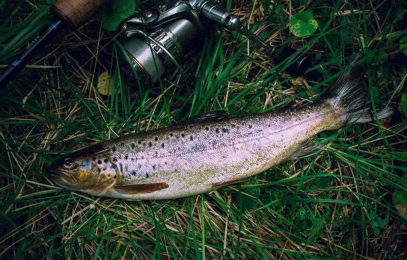 Spinning Vs Casting For Trout Fishing: Which Setup Gives You The Edge In 2026?