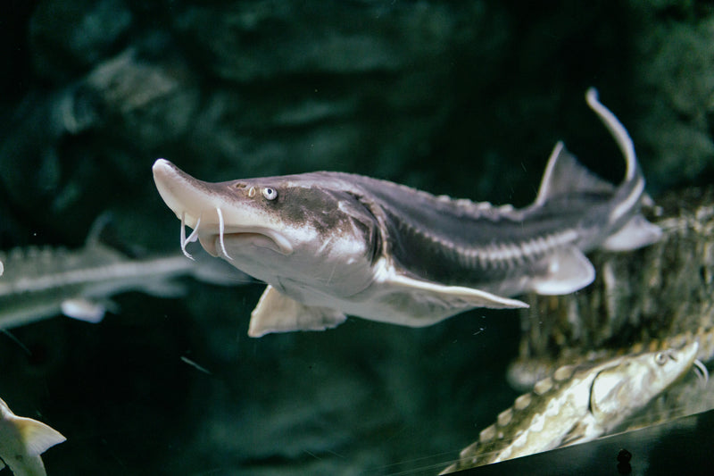 Fraser River Sturgeon Fishing: A Guide to CNC Conventional Reels