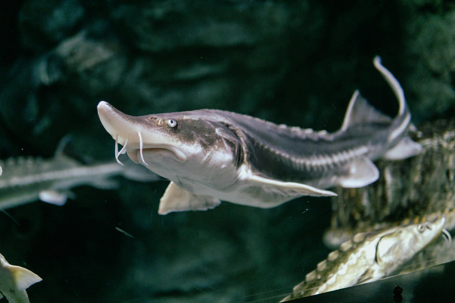 Fraser River Sturgeon Fishing: A Guide to CNC Conventional Reels
