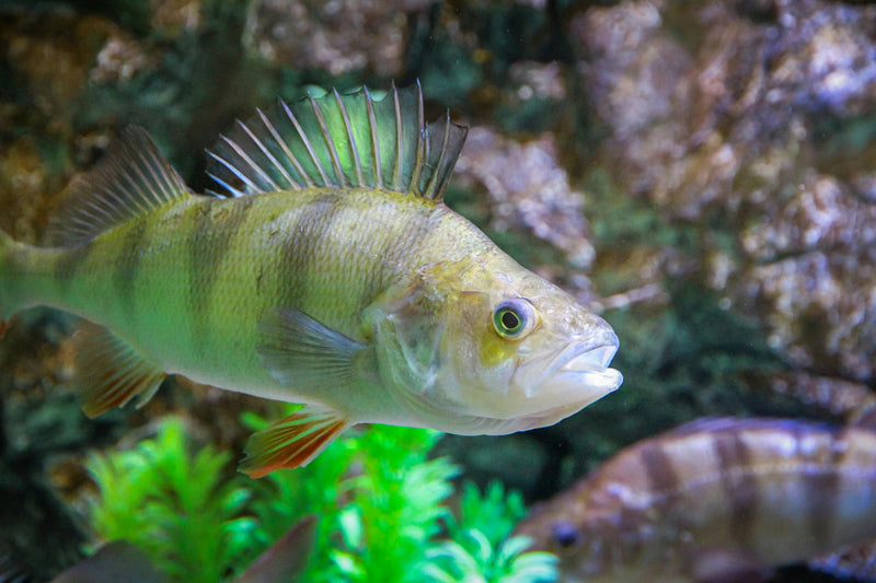 Balaton Zander BFS Finesse In 2026: How To Feel Every Tic And Convert More Light Bites